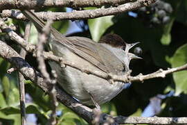 Eurasian Blackcap