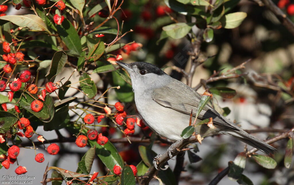 Eurasian Blackcap male adult post breeding