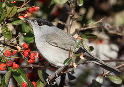 Eurasian Blackcap