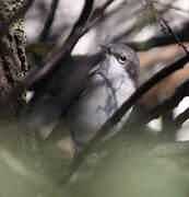 Lesser Whitethroat