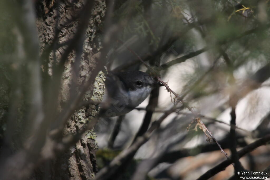 Lesser Whitethroat