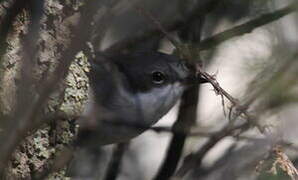 Lesser Whitethroat