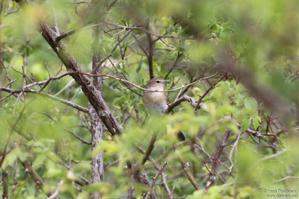 Garden Warbler male adult