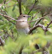 Garden Warbler