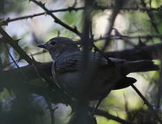 Garden Warbler