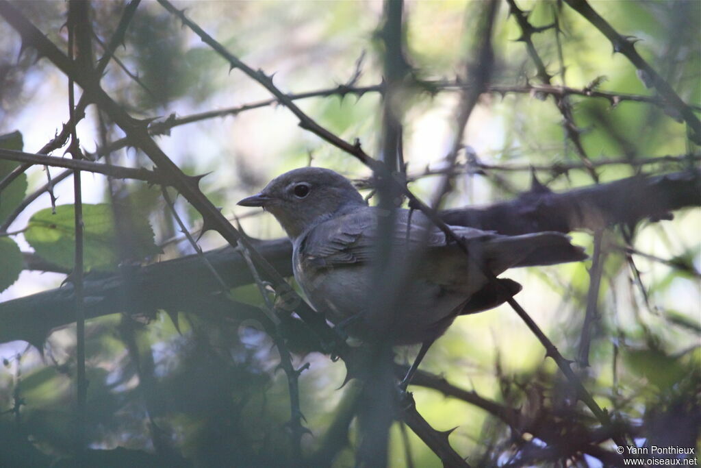 Garden Warbler