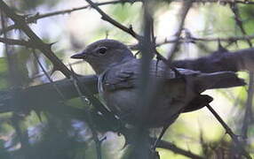 Garden Warbler