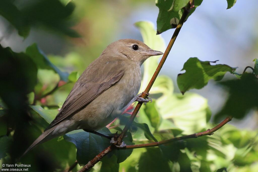 Garden Warbler