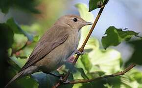 Garden Warbler