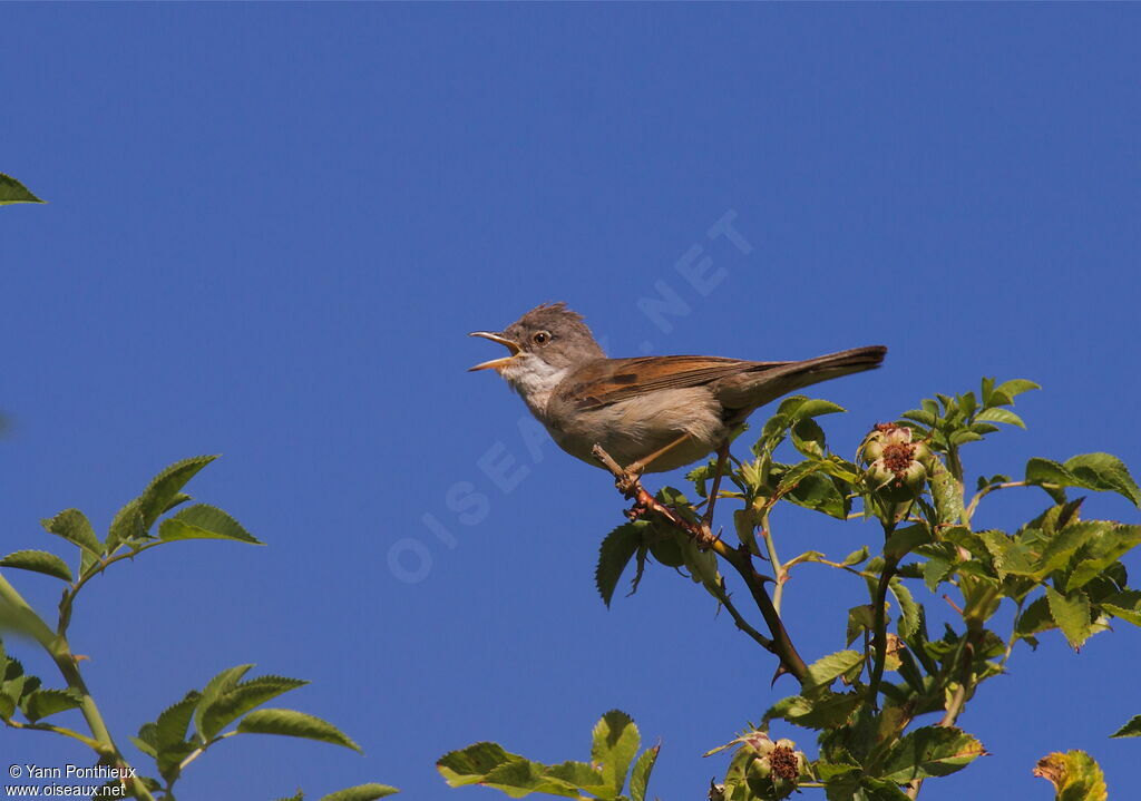 Common Whitethroatadult, song