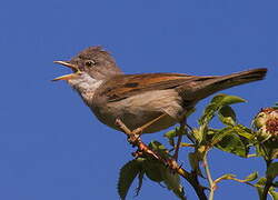 Common Whitethroat