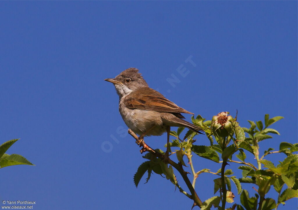 Common Whitethroatadult