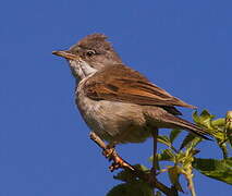 Common Whitethroat