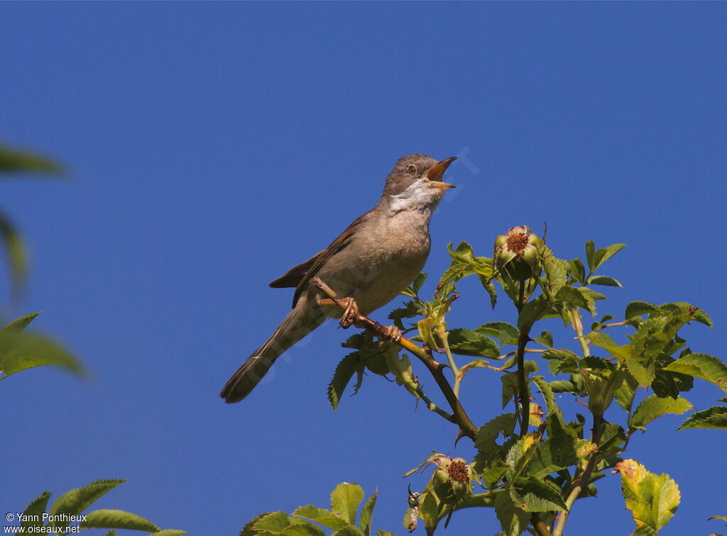 Fauvette grisetteadulte, chant