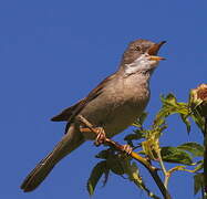 Common Whitethroat