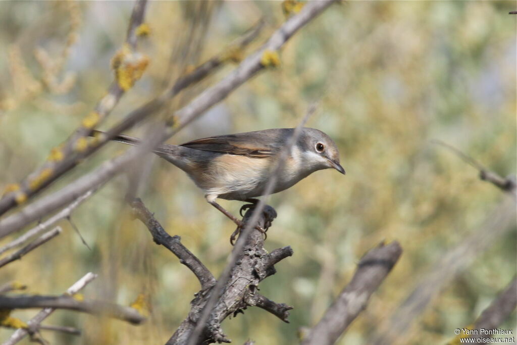 Common Whitethroat