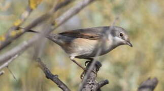 Common Whitethroat