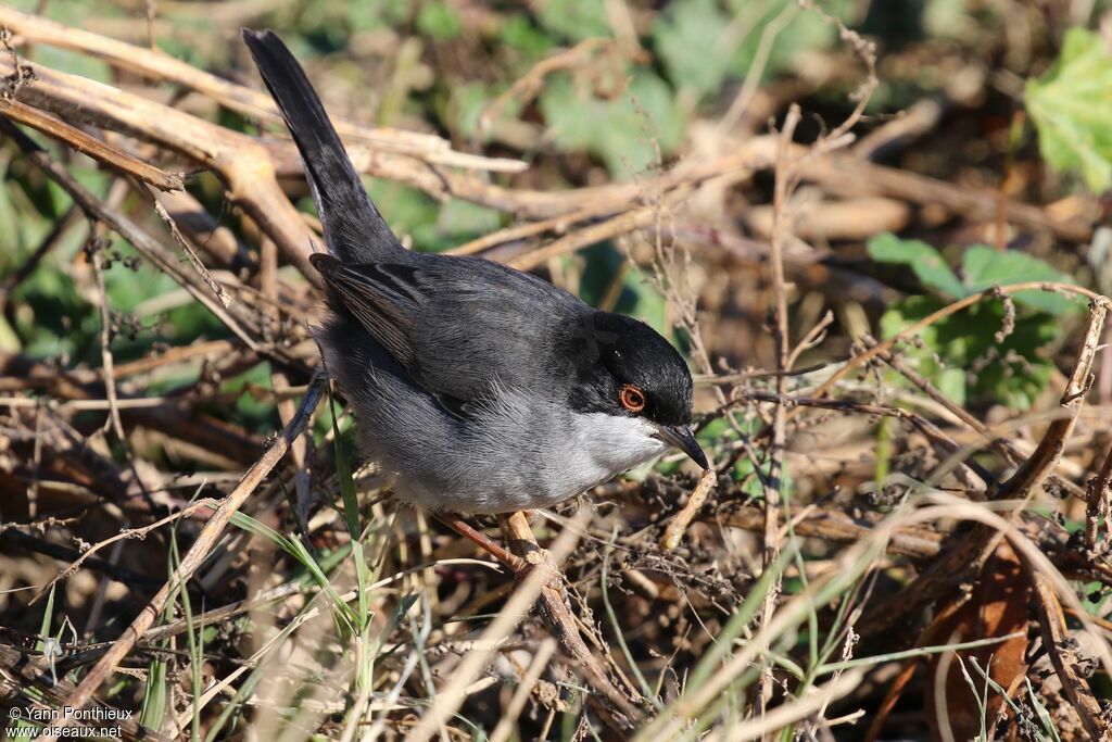 Sardinian Warbler male, feeding habits