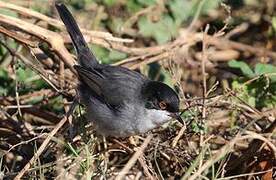 Sardinian Warbler