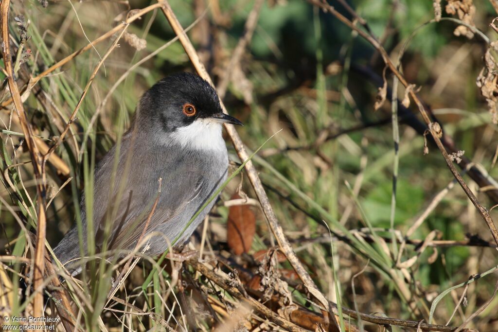 Sardinian Warbler male, close-up portrait