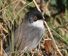 Sardinian Warbler