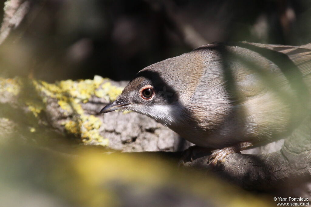 Sardinian Warbler female