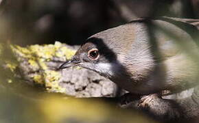 Sardinian Warbler