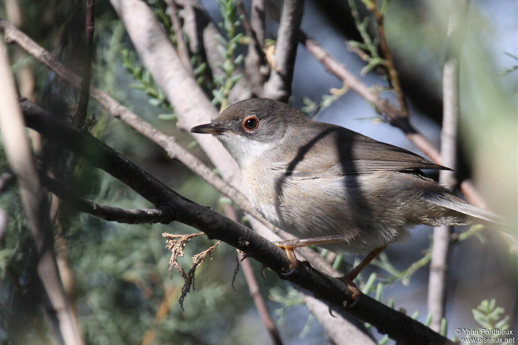 Sardinian Warbler female