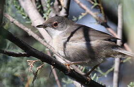 Sardinian Warbler