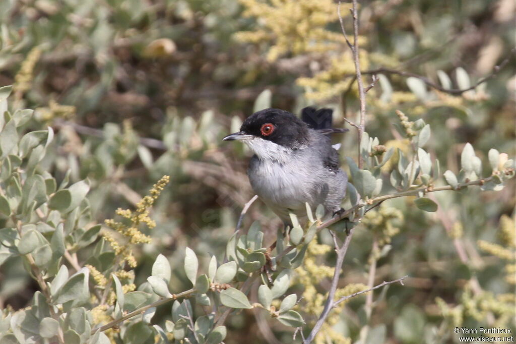 Sardinian Warbler