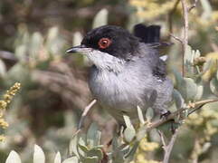 Sardinian Warbler