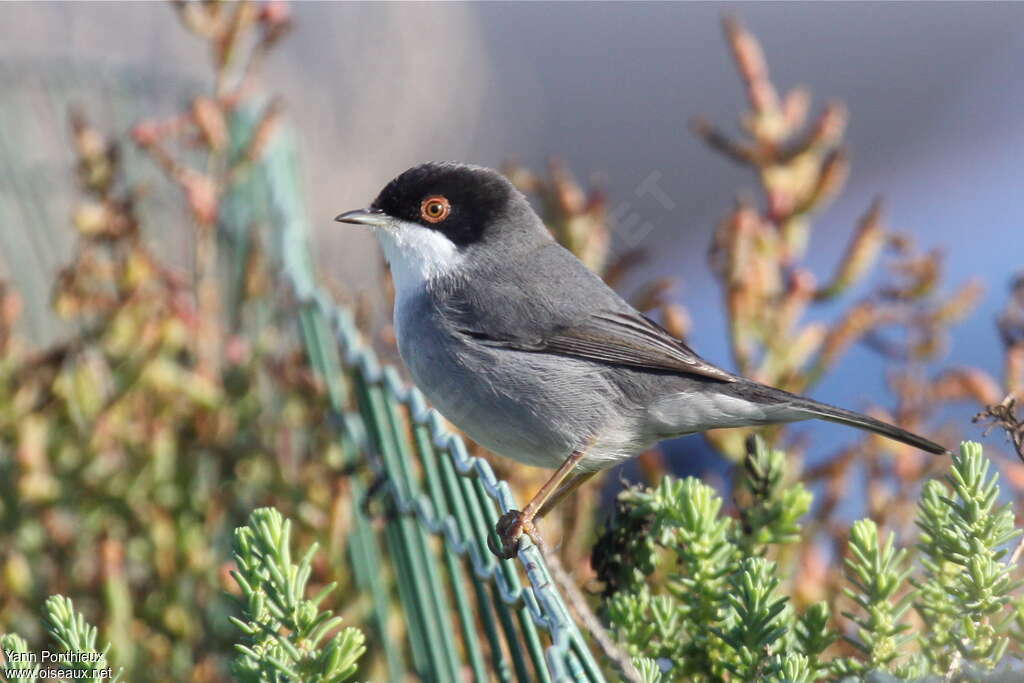 Sardinian Warbler male adult breeding, identification