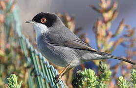 Sardinian Warbler