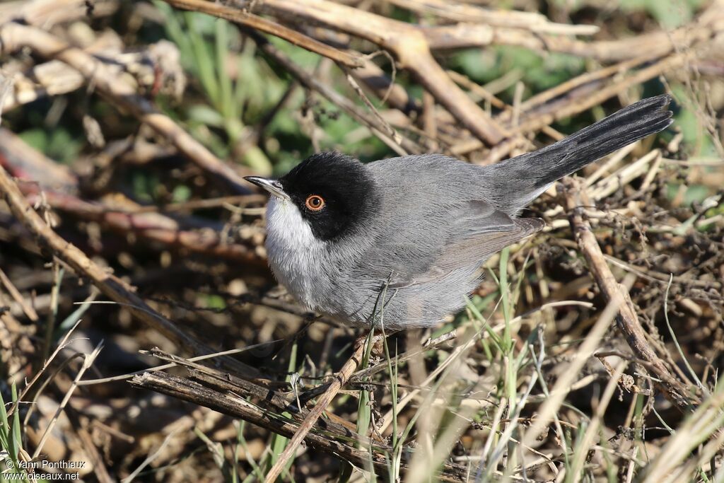 Sardinian Warbler male