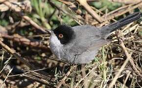 Sardinian Warbler