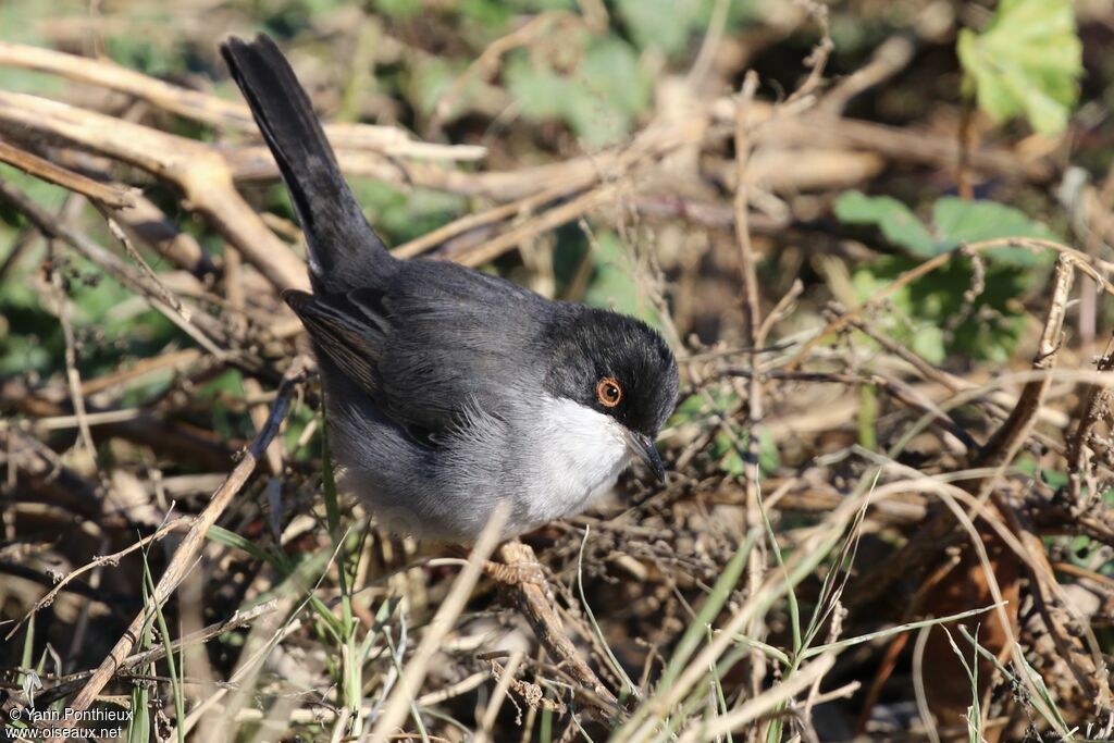 Sardinian Warbler