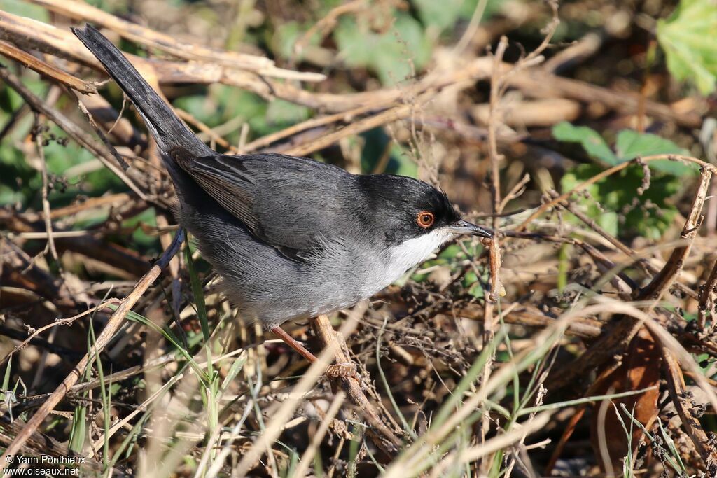 Sardinian Warbler male, feeding habits