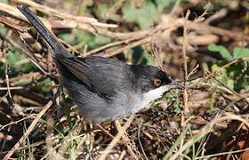 Sardinian Warbler