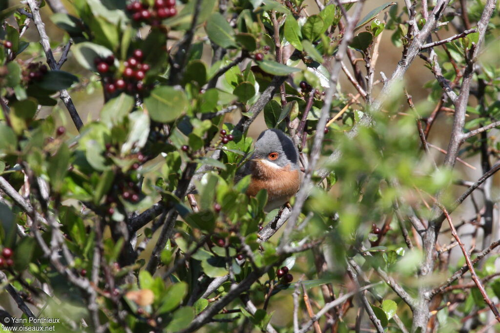 Subalpine Warbler male adult breeding