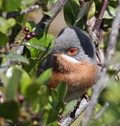 Western Subalpine Warbler