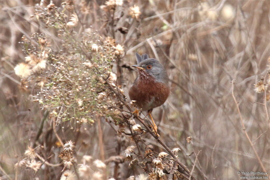 Dartford Warbler