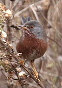 Dartford Warbler