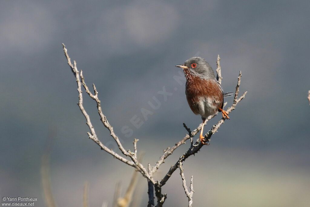 Dartford Warbler