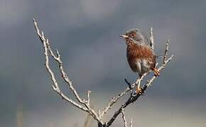 Dartford Warbler