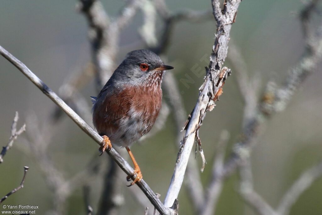 Dartford Warbler