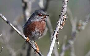 Dartford Warbler