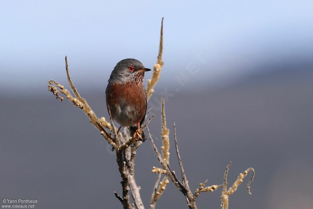 Dartford Warbler