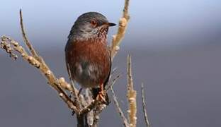 Dartford Warbler