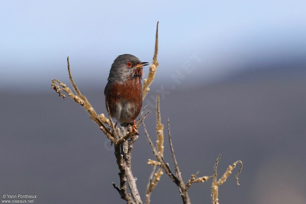 Dartford Warbler