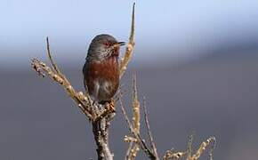 Dartford Warbler